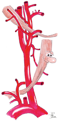 arterienversorgung-des-halses-72dpi