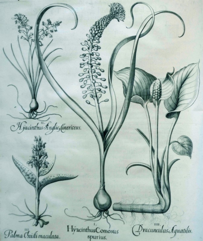 hyacinthus-comosus-spurius