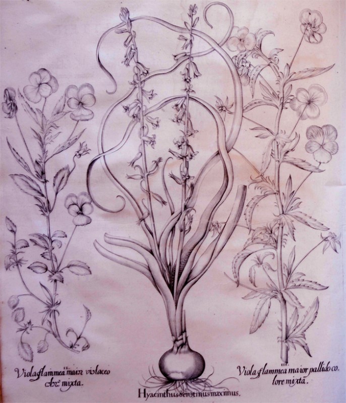 hyacinthus-serotinus-maximus