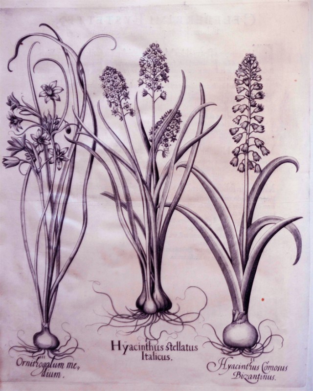 hyacintus-italicus-stellatus