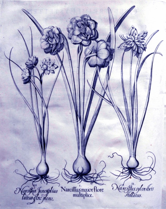 narcissus-maior-flore-multiplice