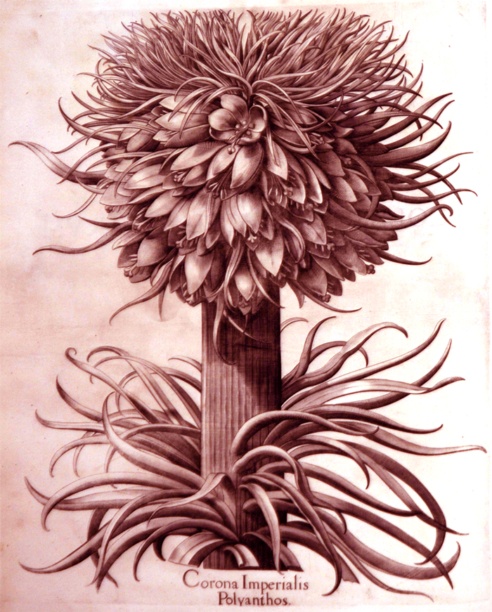 corona-imperialis-polyanthos