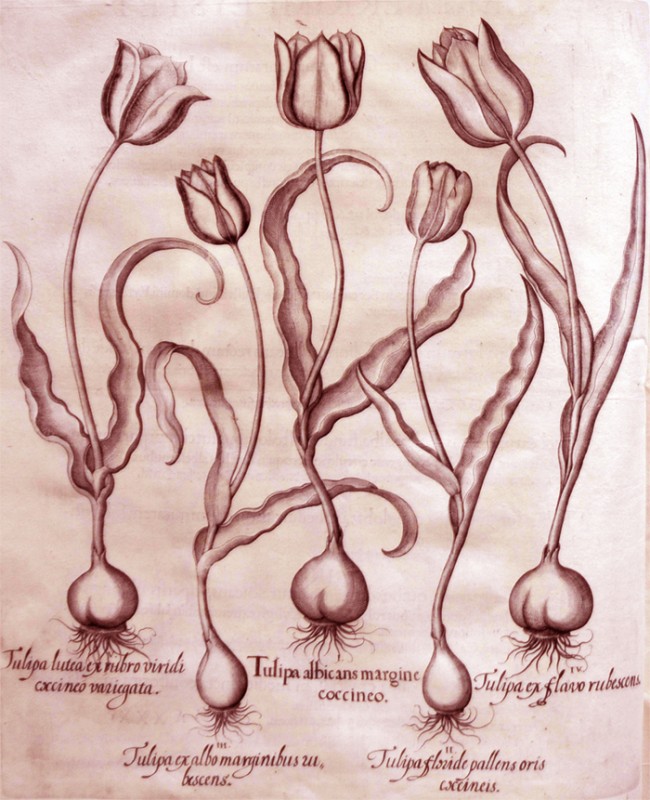 tulipa-albicans-margine-coccineo