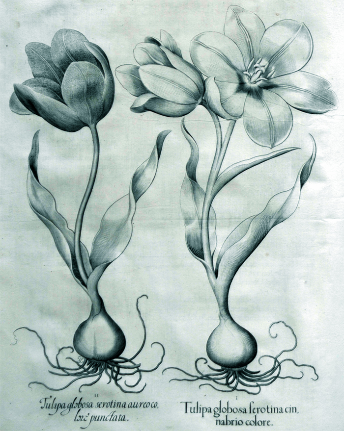 tulipa-globosa-serotina-connabrio-colore