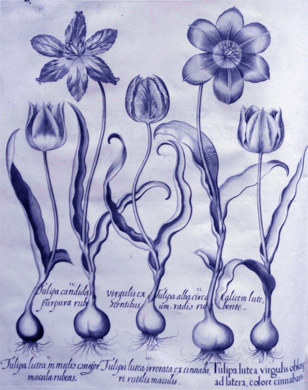 tulipa-lutea-irrorata-ex-cinnabari