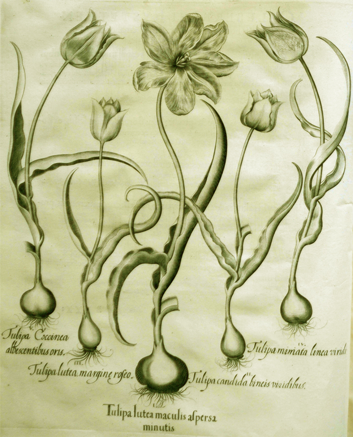 tulipa-lutea-maculis-aspersa