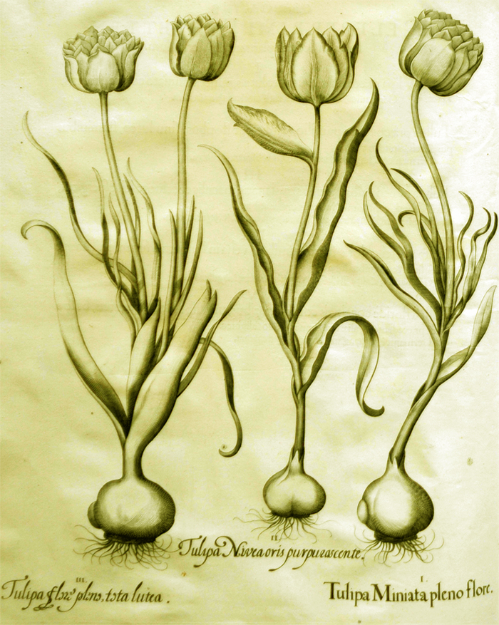 tulipa-miniata-pleno-flore