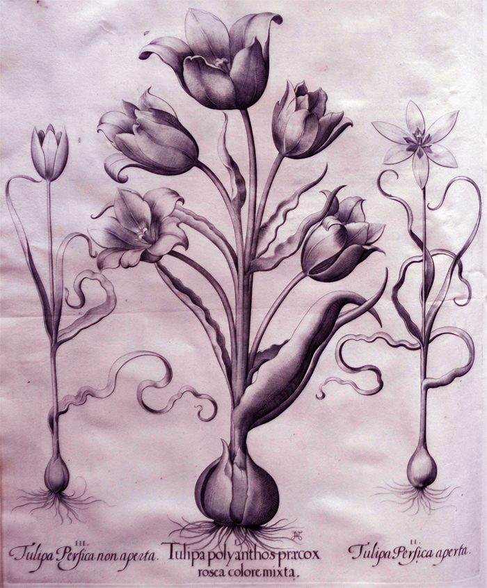 tulipa-polyanthos-praecox-rosea-colore-mixta