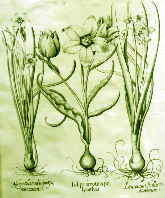 tulipa-serotina-polyanthos