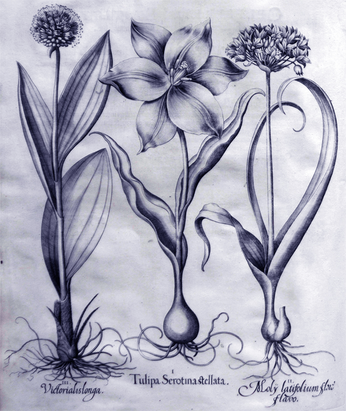 tulipa-serotina-stellata