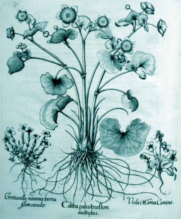 caltha-palustirs-flore-multiplici