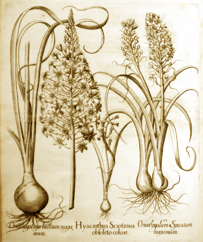 hyacinthus-serotinus-obsoleto-colore