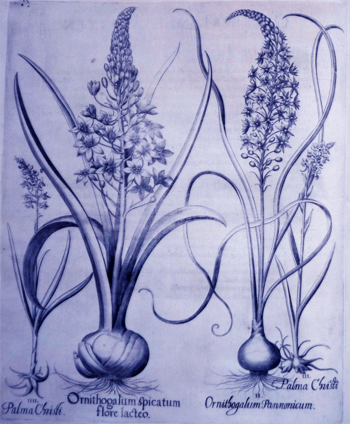ornithogalum-spicatum-flore-lacteo