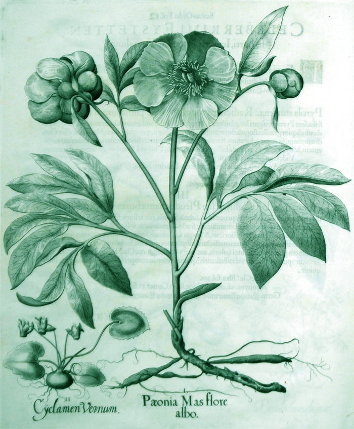 paeonia-mas-flore-albo