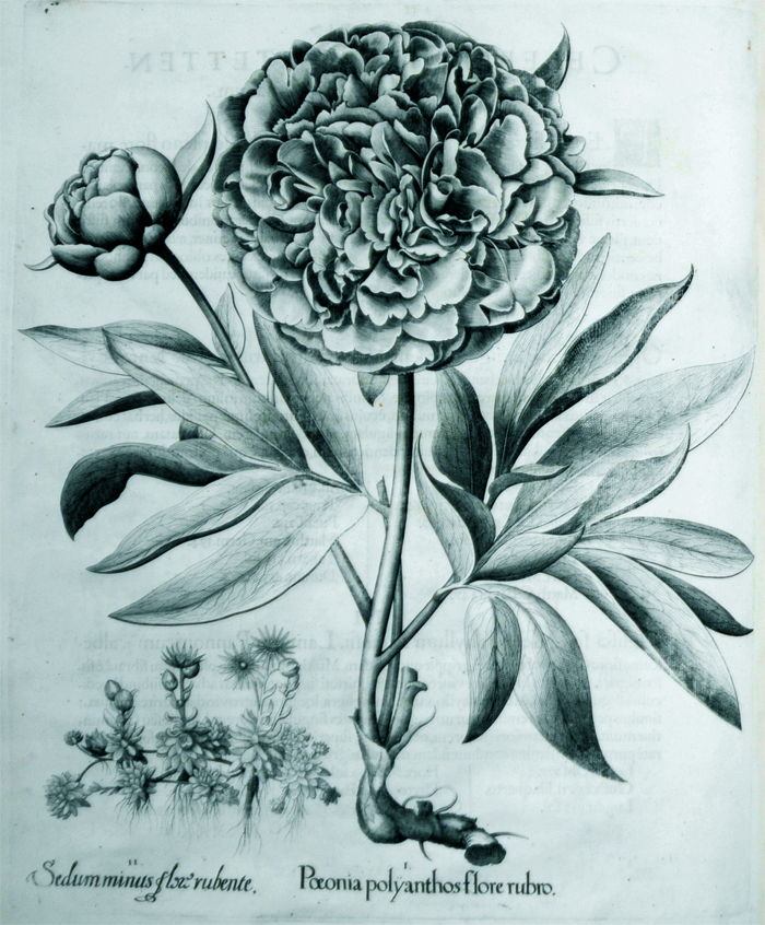 paeonia-polyanthos-flore-rubro