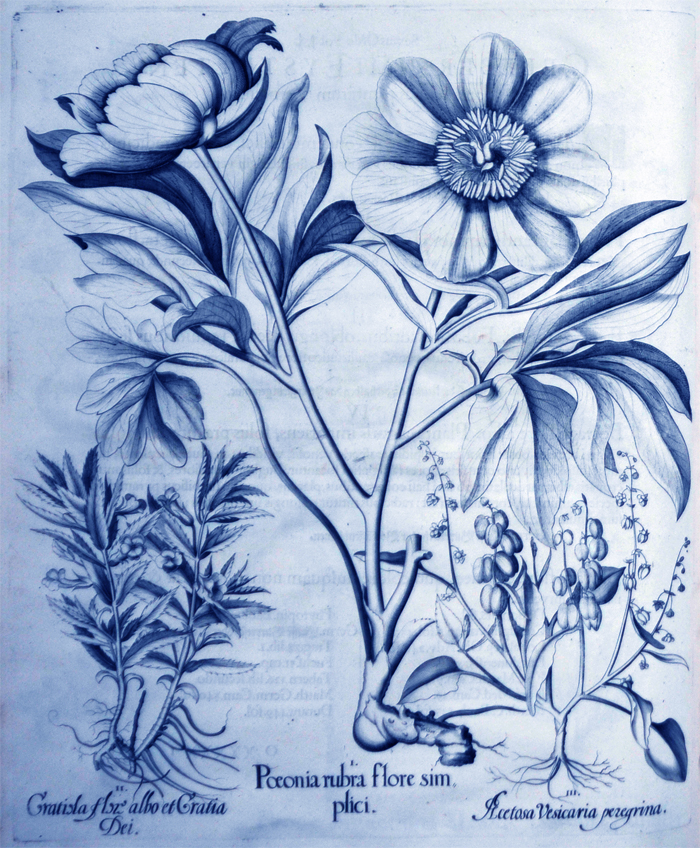 paeonia-rubra-flore-simplici
