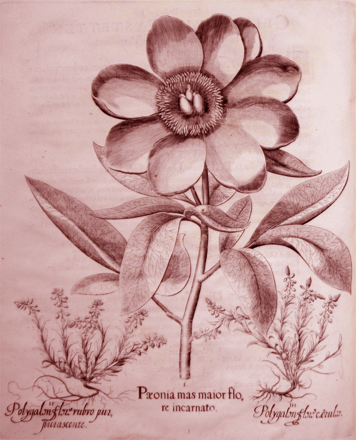peonia-mas-maior-flore-incarnato