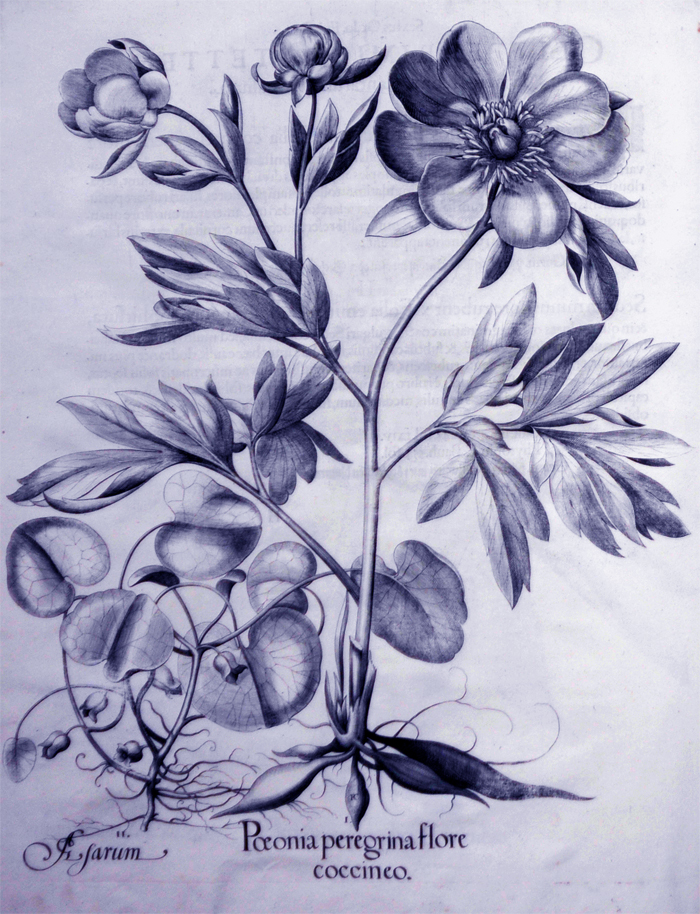 peonia-peregrina-flore-coccineo