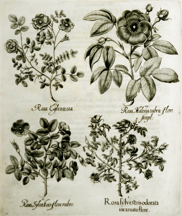rosa-sylvestris-odorata-incarnatio-flore