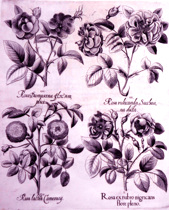 rosea-ex-rubro-nigricans-flore-pleno