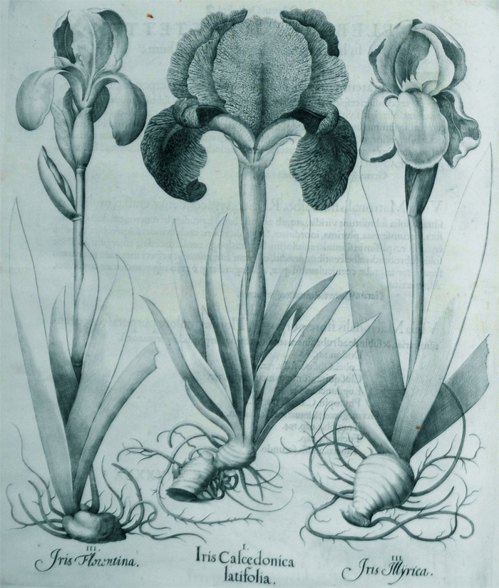 iris-clcedonica-latifolia