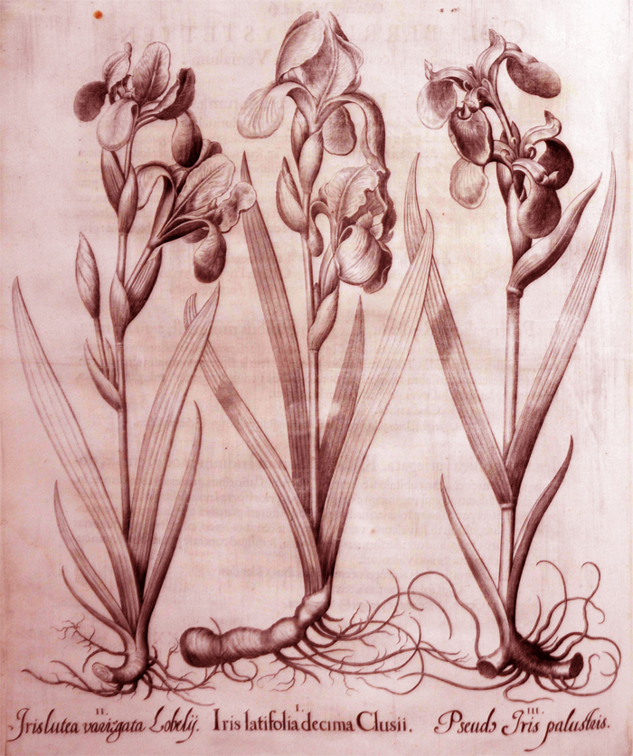iris-latifolia-decima-clusii