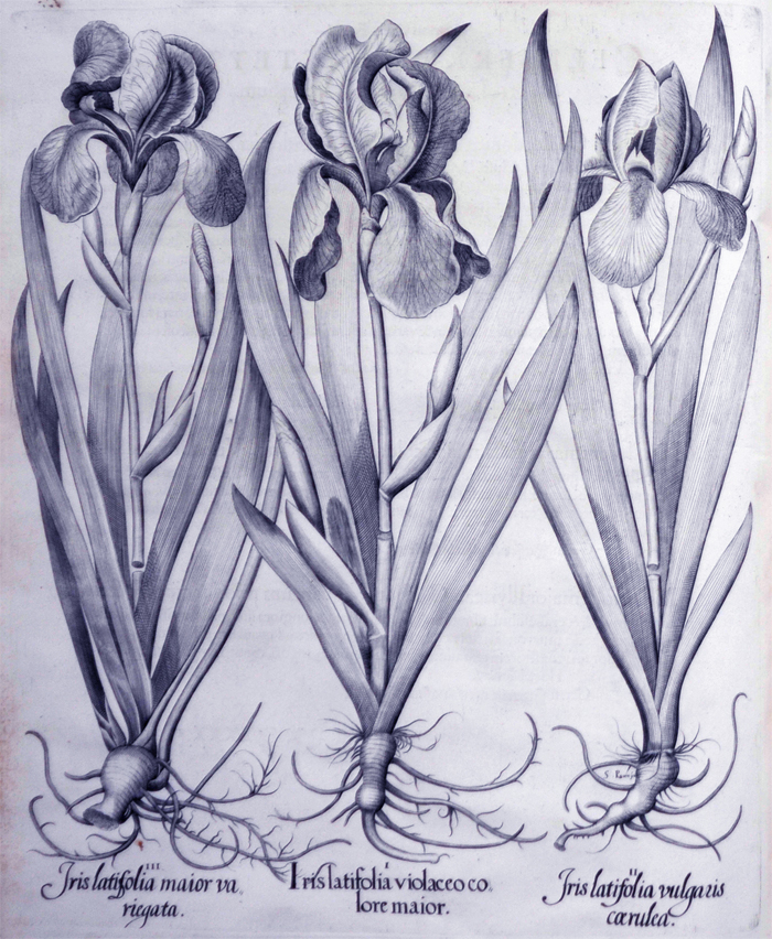 iris-latifolia-violaceo-colore-maior