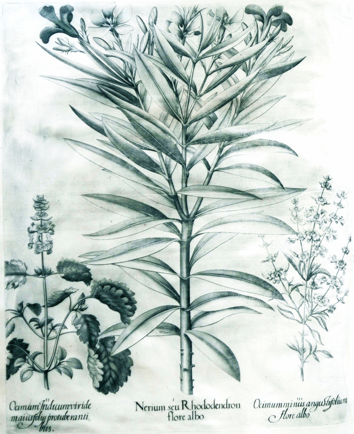 nerium-seu-rhododendron-flore-albo