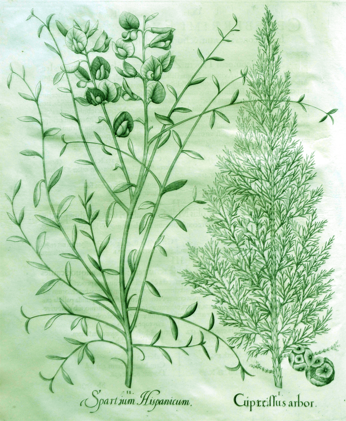 spartium-hispanicum