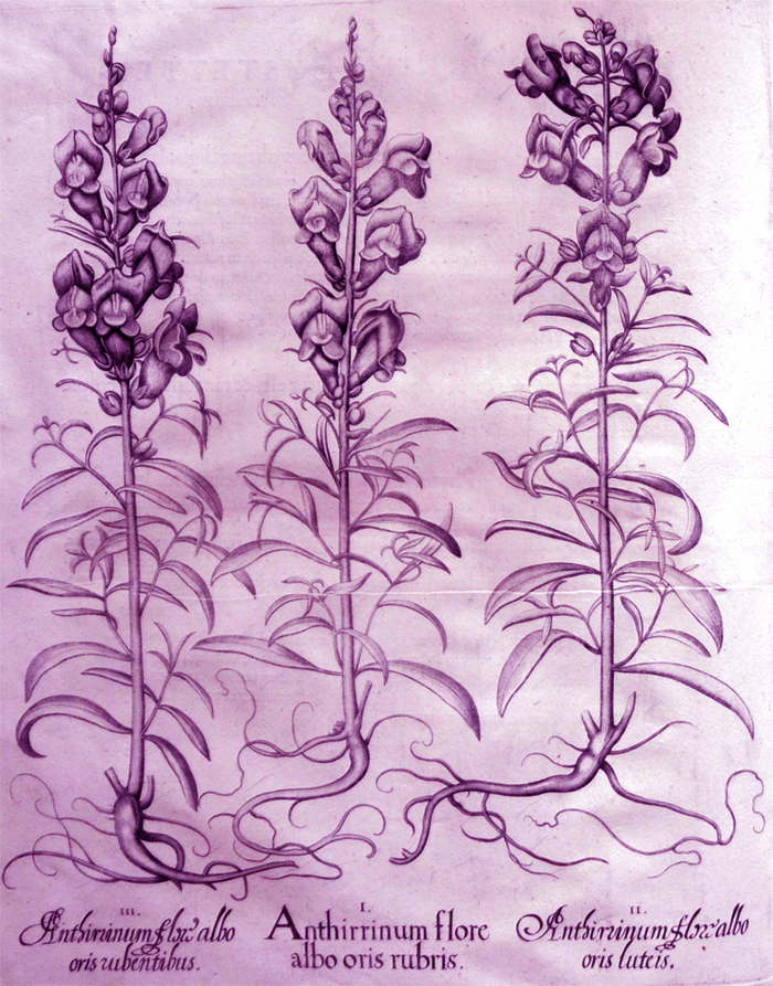 anthirrinum-flore-albo-oris-rubris