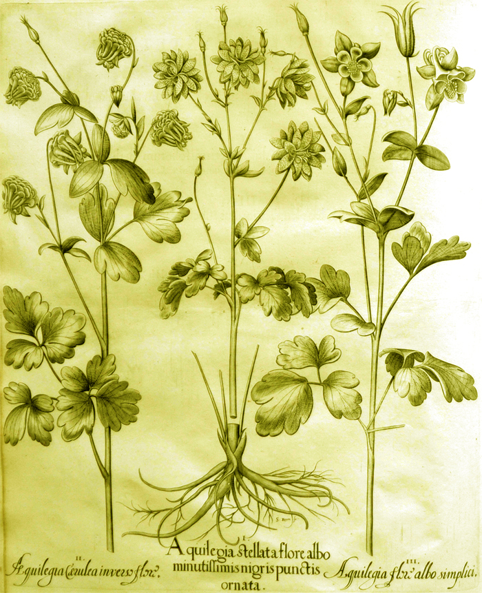 aquilegia-stellata-flore-albo-minutissimis-nigris-pnctis-ornata
