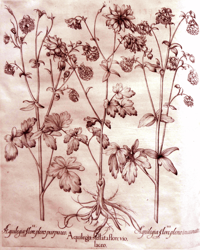 aquilegia-stellata-flore-violaceo