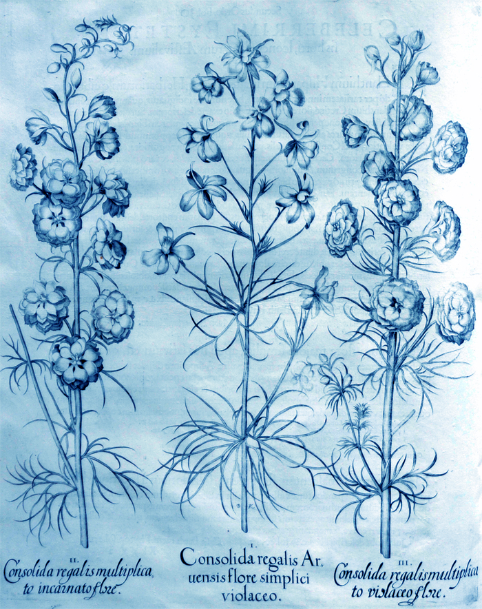 consolida-regatis-aruensis-flore-simplici-violaceo