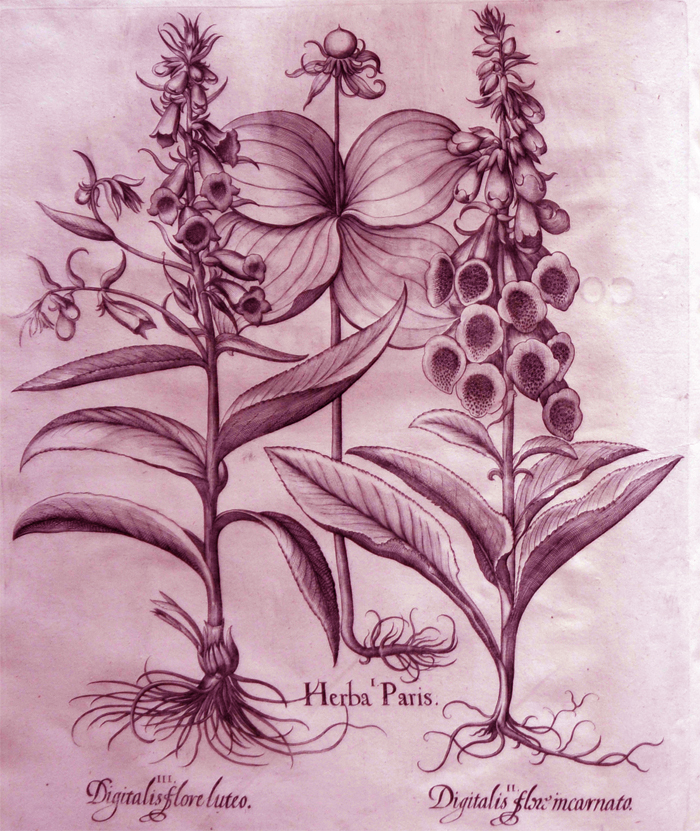 herba-paris