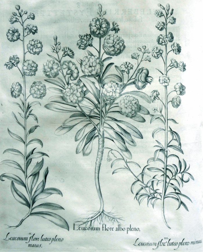 leucoium-flore-albo-pleno