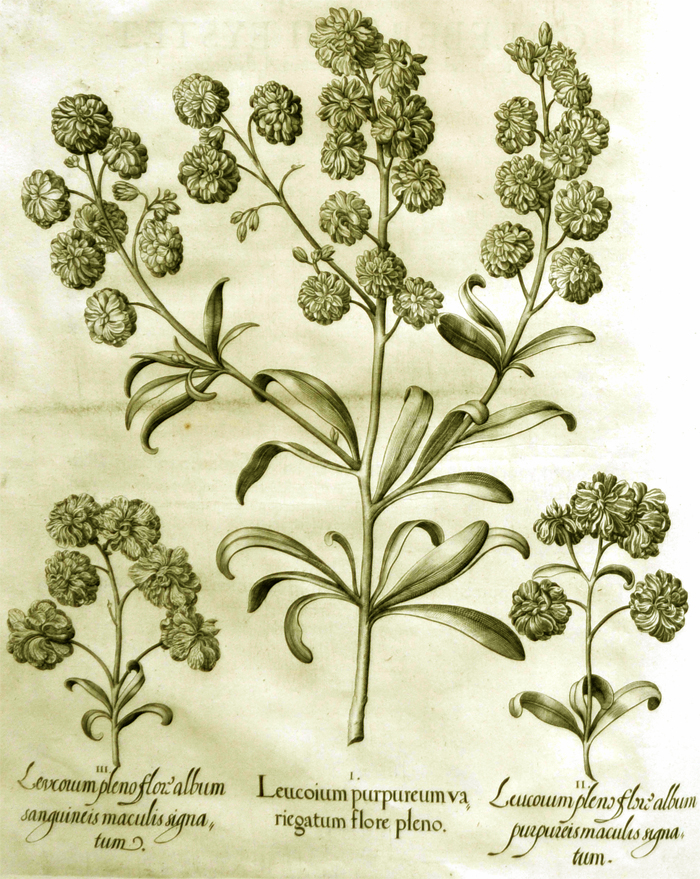 leucoium-purpureum-variegatum-flore-pleno