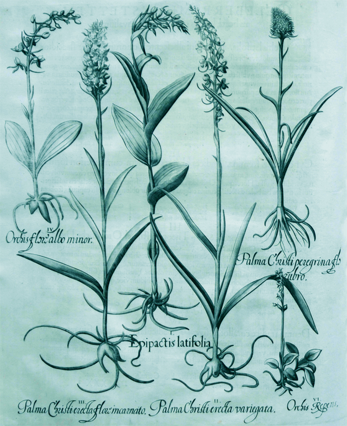 epipactis-latifolia