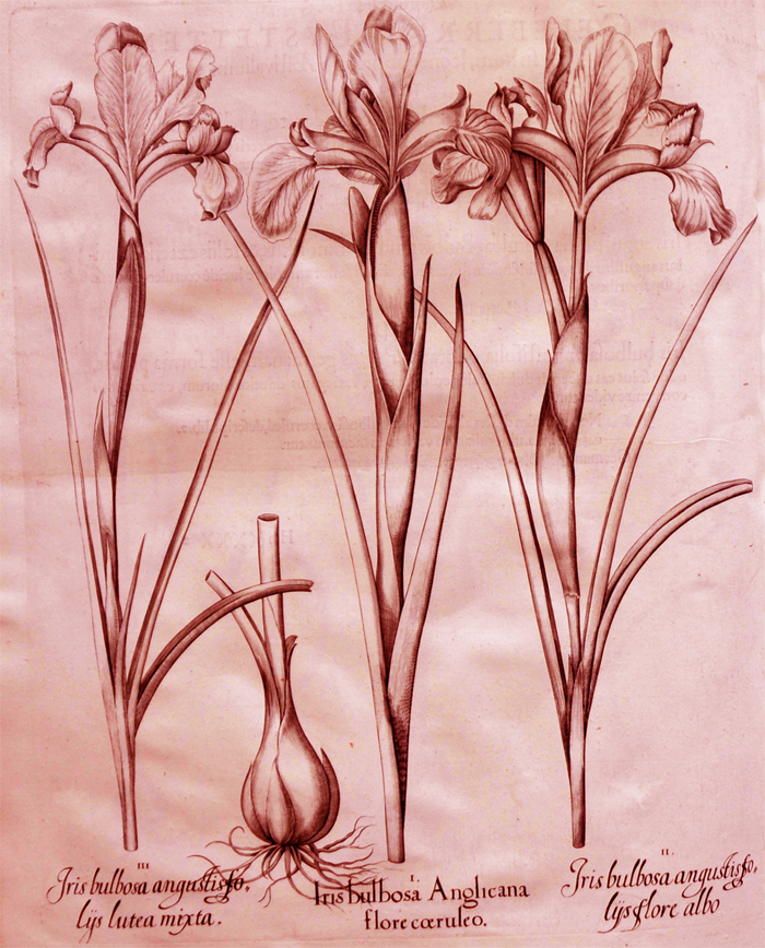 iris-bulbosa-anglicana-flore-coeruleo