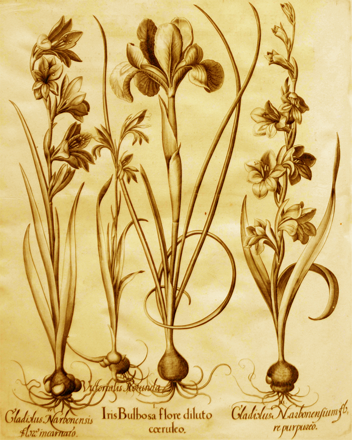 iris-bulbosa-flore-diluto-coeruleo