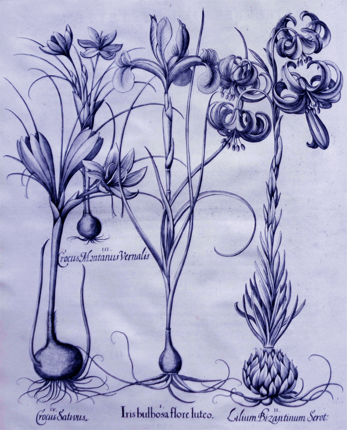 iris-bulbosa-flore-luteo