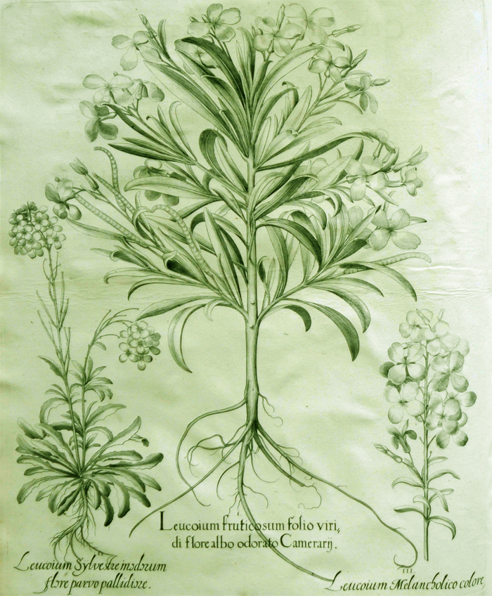 leucoium-fruticosum-folio-viridi-flore-albo-odorato-camerarij