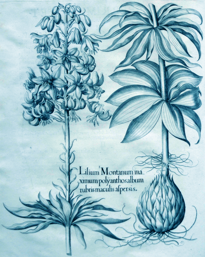 lilium-montanum-maximum-polyanthos-album-rubris-maculis-aspersis