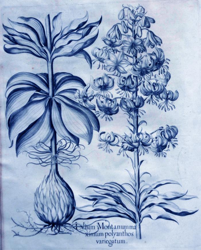 lilium-montanum-maximum-polyanthos-variegatum1