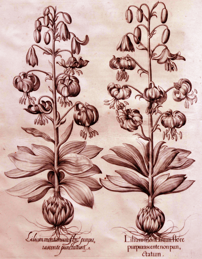 lilium-moritantum-flore-purpurascente-non-puntatum