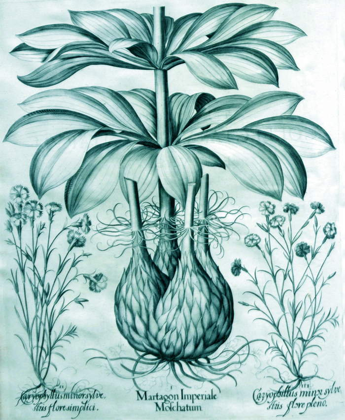 martagon-imperiale-moschatum