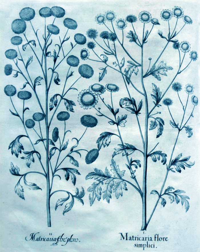 matricaria-flore-simplici