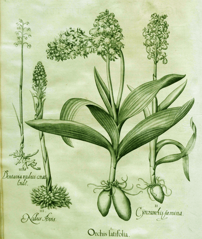 orchis-latifolia