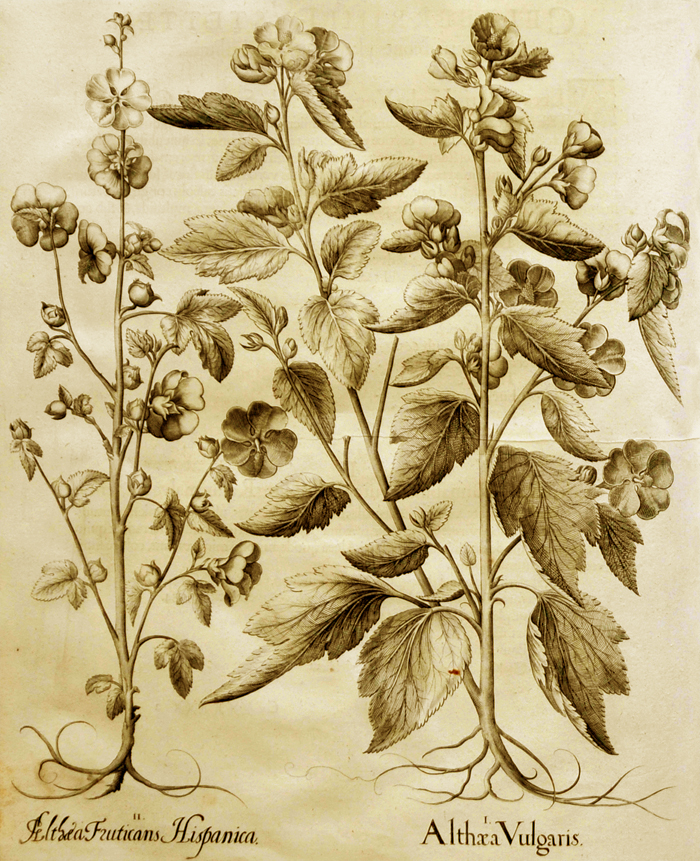 althaea-vulgaris