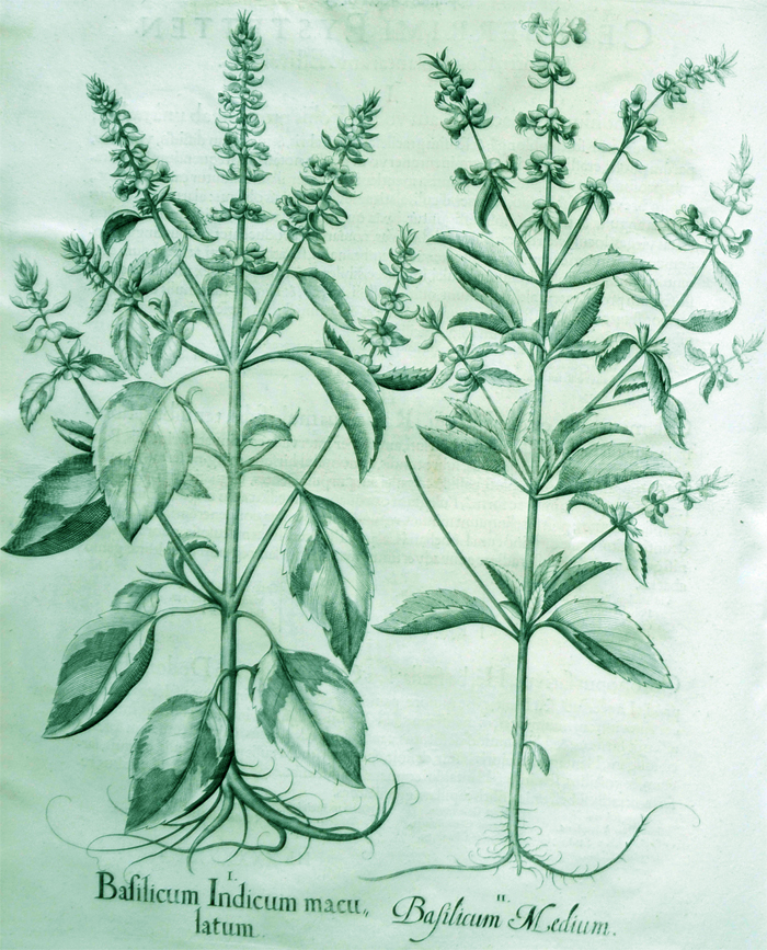 basilicum-indicum-maculatum