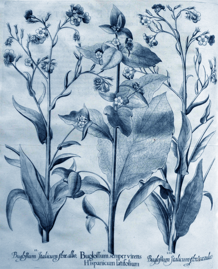 boglossum-semoer-virens-hispanicum-latifolium